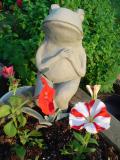Froggy had a bit of an accident, but he still loves the petunias.